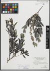 Foto von Salix repens subsp. rosmarinifolia (L.) Andersson